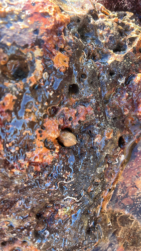 Notopaphia elegans observed 2026-05-17