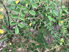 Indigofera brevidens