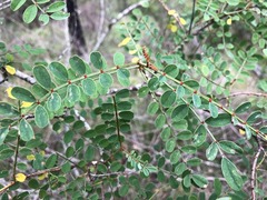 Indigofera brevidens