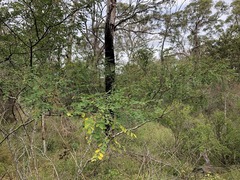 Indigofera brevidens