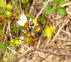 Anthidium maculifrons