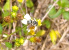 Anthidium maculifrons