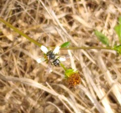 Anthidium maculifrons