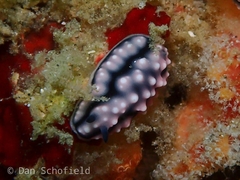 Phyllidiella pustulosa