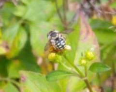 Anthidium maculifrons