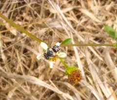 Anthidium maculifrons