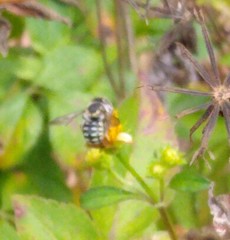 Anthidium maculifrons
