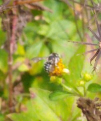Anthidium maculifrons