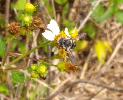 Anthidium maculifrons