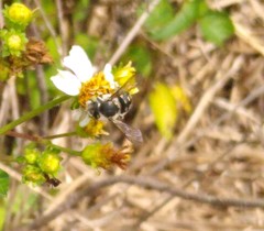 Anthidium maculifrons