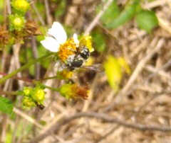 Anthidium maculifrons