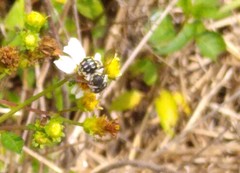Anthidium maculifrons