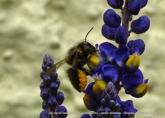 Megachile amparo