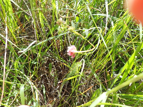 Trifolium bifidum, photograph 1