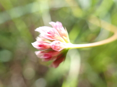 Trifolium bifidum