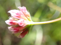 Trifolium bifidum, photograph author not stated, no rights reserved