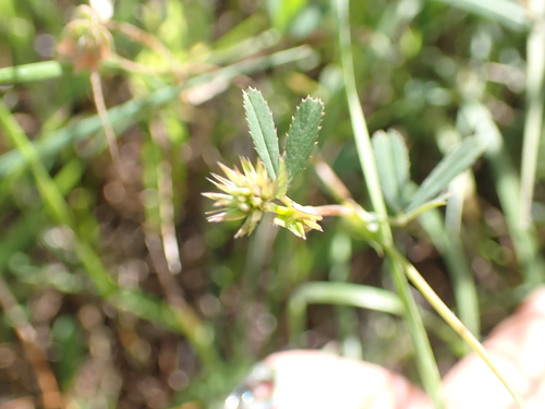 Trifolium bifidum, photograph 3