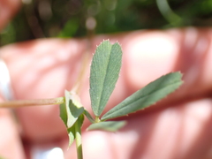 Trifolium bifidum, photograph author not stated, no rights reserved