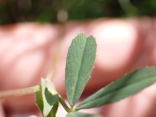 Trifolium bifidum, photograph 5