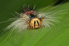 Lymantria xylina