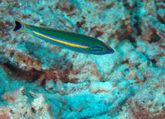 Pseudojuloides splendens