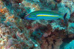 Pseudojuloides splendens