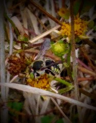Anthidium maculifrons