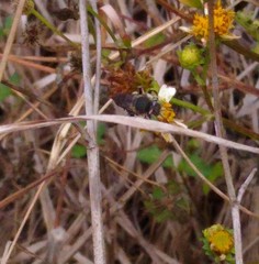 Anthidium maculifrons