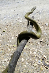 Senticolis triaspis intermedia