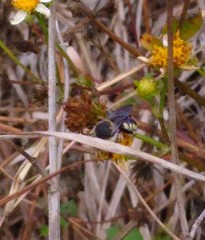 Anthidium maculifrons