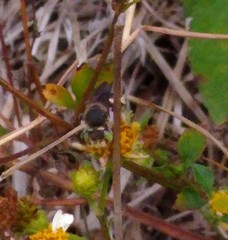 Anthidium maculifrons