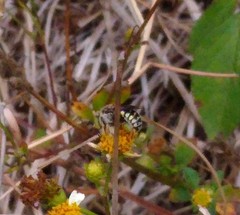 Anthidium maculifrons