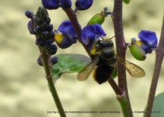 Megachile amparo