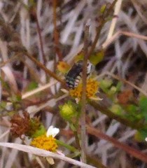Anthidium maculifrons