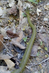 Senticolis triaspis intermedia