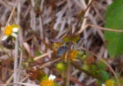 Anthidium maculifrons