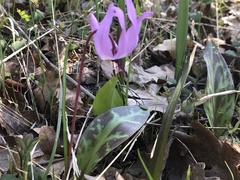 Erythronium hendersonii