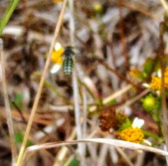 Anthidium maculifrons