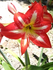 Hippeastrum hybridum