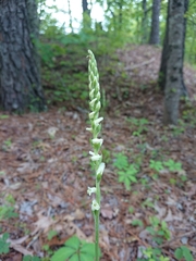 Spiranthes praecox