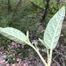 Solanum nemophilum - Photo (c) Martin Bennett, μερικά δικαιώματα διατηρούνται (CC BY-NC), uploaded by Martin Bennett