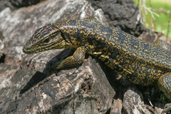 Tupinambis teguixin