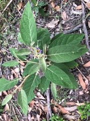 Solanum nemophilum
