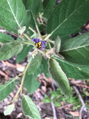 Solanum nemophilum