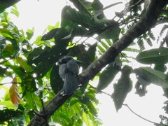 Horizocerus hartlaubi