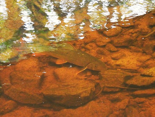 Greater redhorse (Moxostoma valenciennesi) — Catostomidae — 4