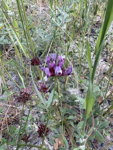 iNaturalist observation photo of tomcat clover