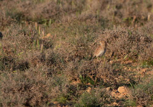 Dupont's Lark