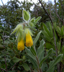 Onosma frutescens
