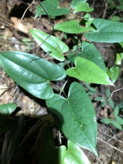 Dioscorea transversa